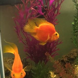 Meet your Posher, Candice